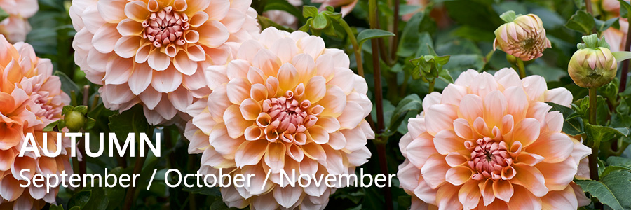 Autumn Garden Flowers for Florists