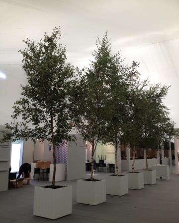 Planted Tree Displays