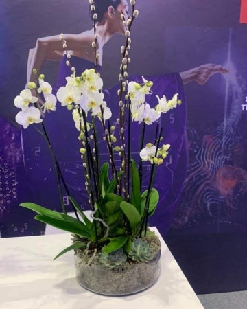 Phalaenopsis Orchid and Succulent Planted Display For ICE London - International Casino and Gaming Exhibition London